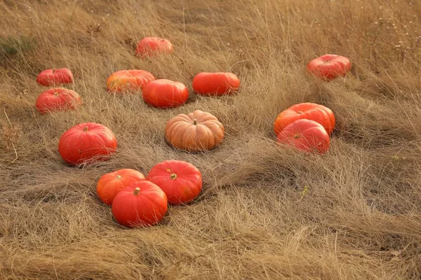 Спелые Оранжевые Тыквы Среди Сухой Травы Поле — стоковое фото