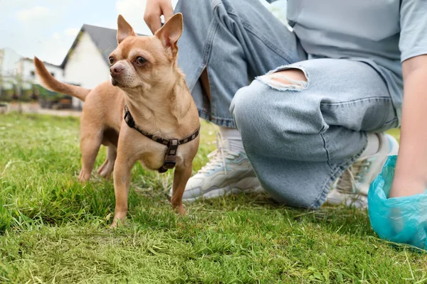 Frau Hebt Hundehaufen Aus Grünem Gras Park Auf Nahaufnahme — Stockfoto