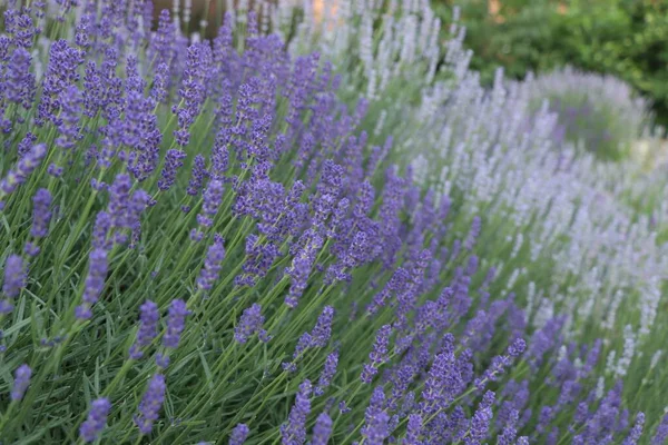 Beautiful Blooming Lavender Plants Growing Field — Fotografia de Stock