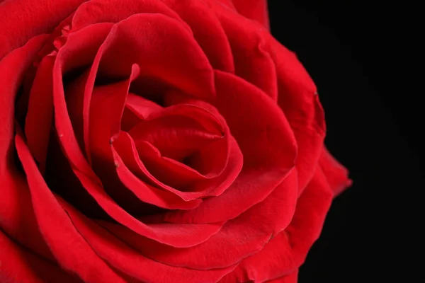 Beautiful Red Rose Dark Background Closeup — Foto Stock