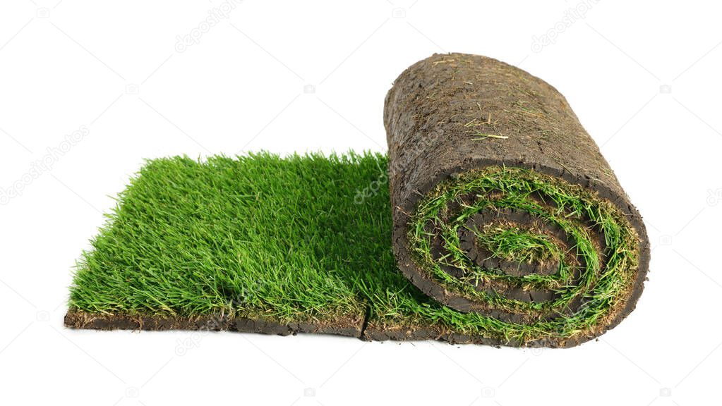 Rolled sod with grass on white background