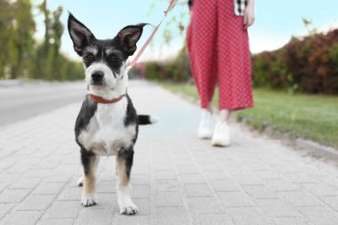 Şehir caddesinde sevimli köpeğini gezdiren bir kadın.