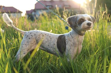 Dışarıda yeşil çimlerde tasması olan sevimli bir köpek.