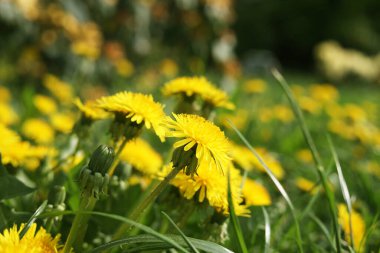 Güneşli bir günde yeşil çimlerde güzel, parlak sarı karahindibalar, yakın plan.