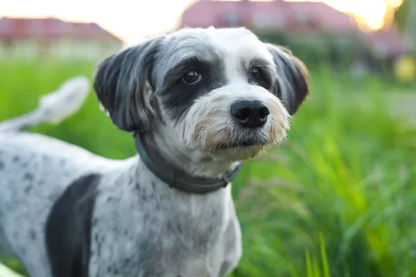Cute Dog Leash Green Grass Outdoors Closeup — Stok fotoğraf