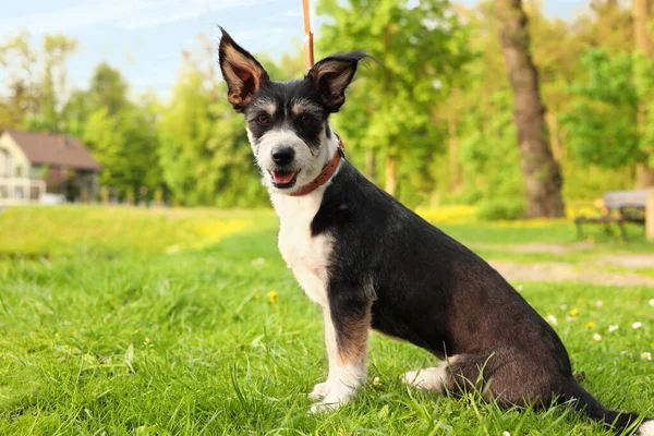 Netter Hund Mit Leine Sitzt Auf Grünem Gras Park — Stockfoto