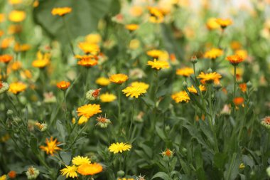 Tarlada çiçek açan bir sürü güzel takvim.