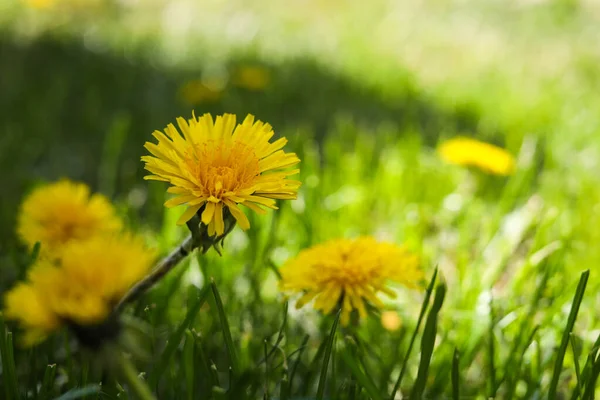 Beautiful Yellow Dandelions Sunny Day Closeup Space Text — Zdjęcie stockowe