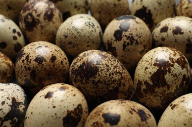 Arka plan olarak pek çok taze bıldırcın yumurtası, yakın plan.