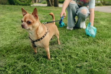 Parktaki yeşil çimlerden köpeğinin kakasını toplayan kadın, yakın plan.