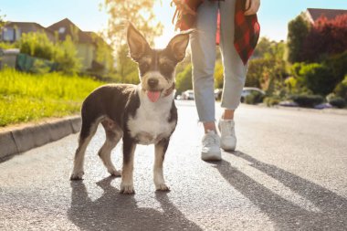 Şehir caddesinde sevimli köpeğini gezdiren bir kadın.