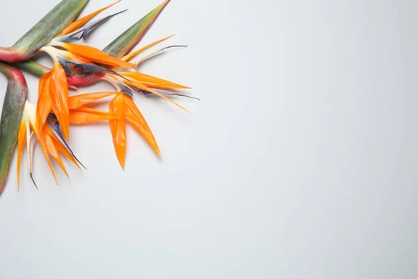 白い背景に楽園の熱帯の花の鳥 トップビュー — ストック写真