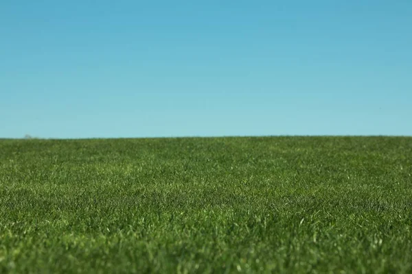Vers Groen Gras Dat Onder Blauwe Lucht Groeit — Stockfoto