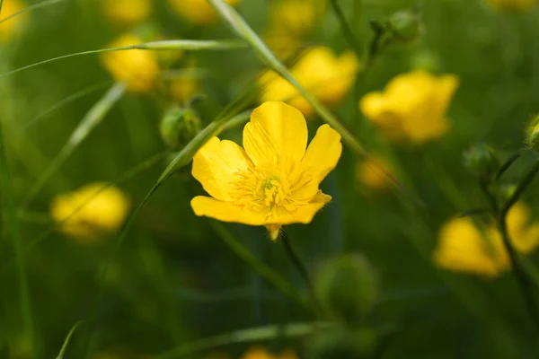 Beautiful Yellow Buttercup Flower Growing Green Grass Outdoors Closeup — Stockfoto