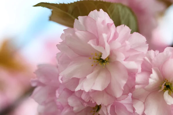 Beautiful Pink Flowers Blossoming Sakura Tree Closeup — Stock Photo, Image