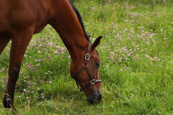 Beautiful Horse Grazing Green Grass Outdoors — Stock Fotó