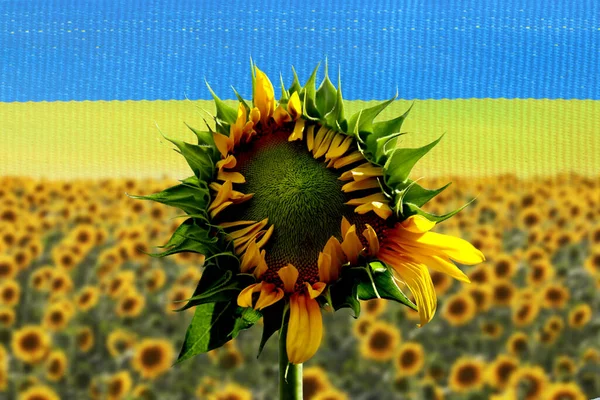 Bright Sunflower Ukrainian National Flag Background — Photo