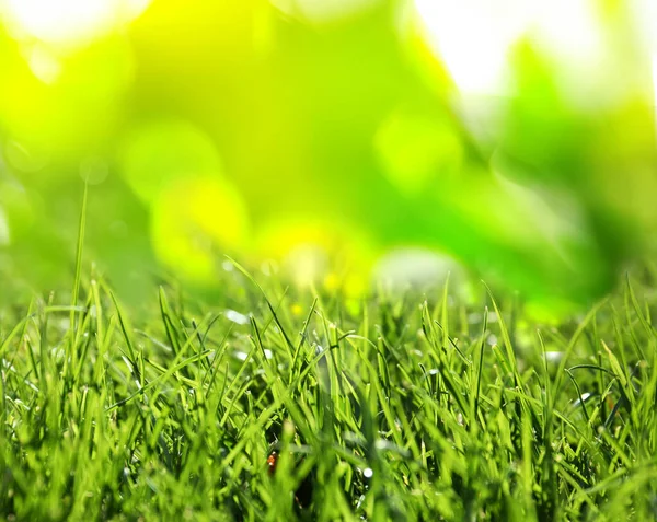 Beautiful Green Grass Morning Dew Sunny Day Bokeh Effect — Foto de Stock