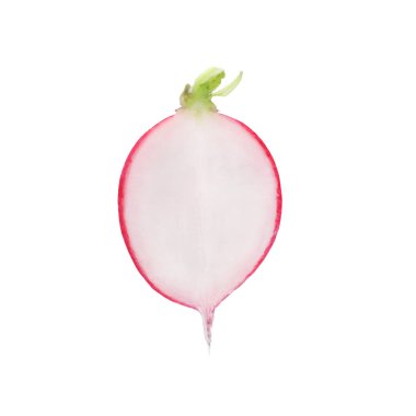 Half of fresh ripe radish isolated on white, top view