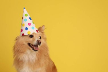Sarı arka planda parti şapkası olan şirin bir köpek, mesaj için yer var. Doğum günü kutlaması
