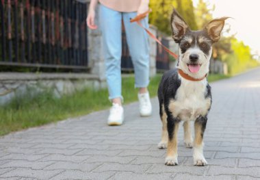 Şehir caddesinde sevimli köpeğini gezdiren bir kadın.