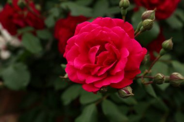 Closeup view of beautiful blooming rose bush outdoors