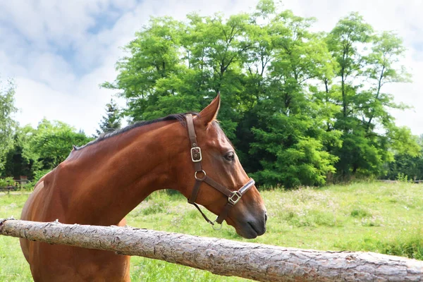 Beautiful Horse Paddock Fence Outdoors — Fotografia de Stock