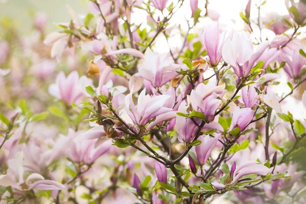 Magnolia Tree Beautiful Pink Flowers Outdoors Closeup — Φωτογραφία Αρχείου