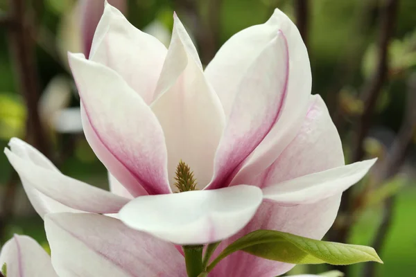 Magnolia Tree Beautiful Flowers Blurred Background Closeup — 图库照片