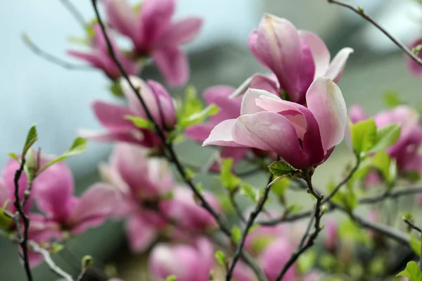 Beautiful Magnolia Tree Pink Flowers Blurred Background Closeup Space Text — Stockfoto