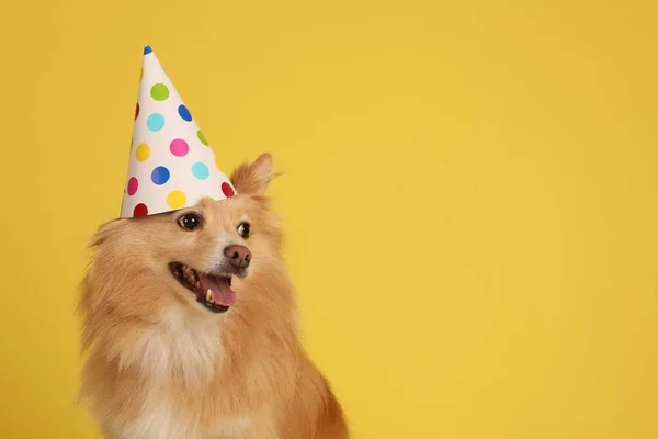 Cão Bonito Com Chapéu Festa Fundo Amarelo Espaço Para Texto — Fotografia de Stock