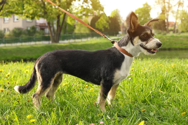 Cute Dog Leash Green Grass Park — Stockfoto