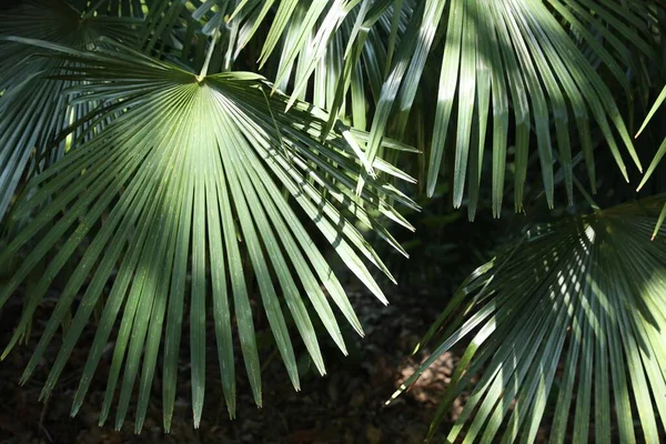 Beautiful Tropical Plant Green Leaves Outdoors — 스톡 사진