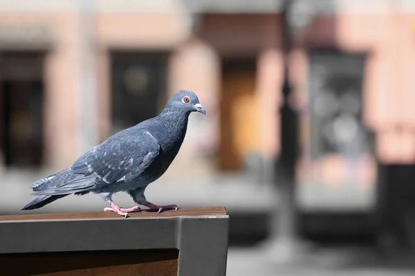 Beautiful Grey Dove Stand Outdoors Space Text — Fotografia de Stock