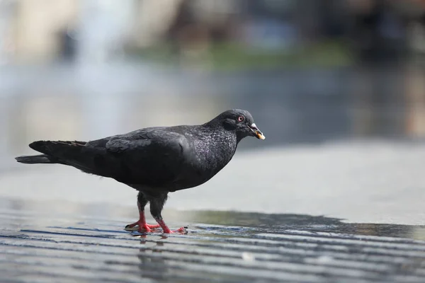 Beautiful Black Dove Wet Pavement Outdoors Space Text — Stockfoto