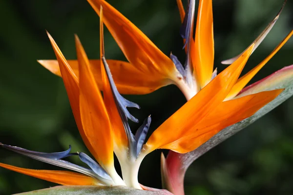 Pták Paradise Tropické Květiny Rozmazaném Pozadí Detailní Záběr — Stock fotografie