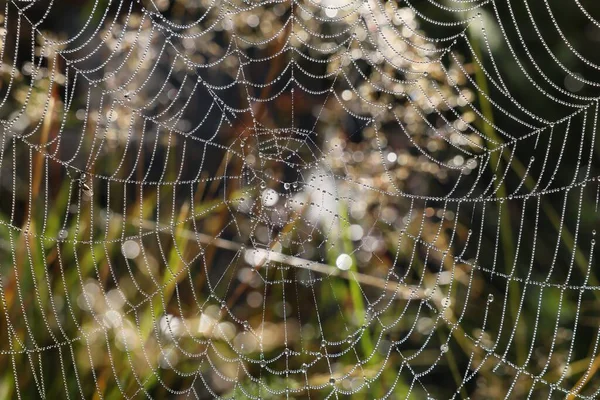 美丽的蜘蛛网 早上有露珠滴在草地上 — 图库照片
