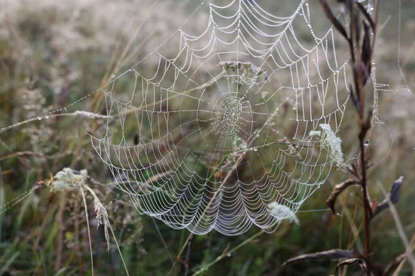 Vista Cerca Telaraña Con Gotas Rocío Las Plantas Aire Libre — Foto de Stock