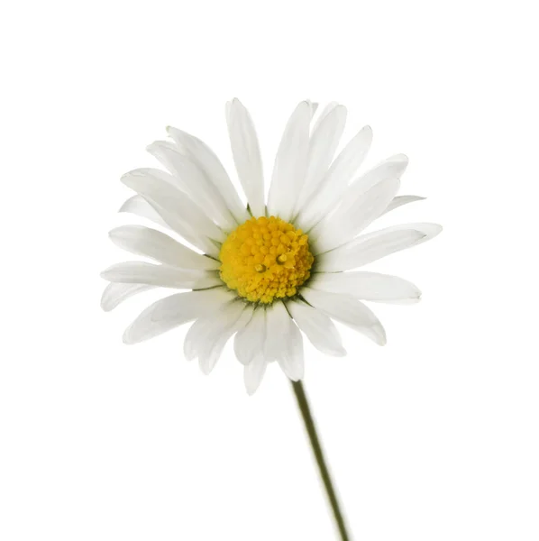 Όμορφο Τρυφερό Λουλούδι Μαργαρίτα Απομονωμένο Λευκό — Φωτογραφία Αρχείου
