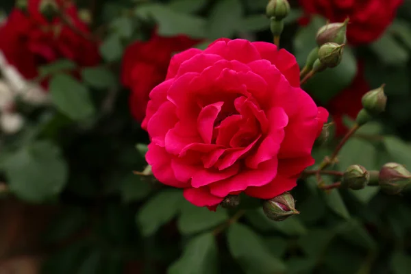 Closeup View Beautiful Blooming Rose Bush Outdoors — Foto de Stock