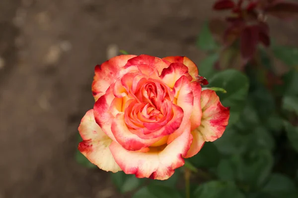 Closeup View Beautiful Blooming Rose Bush Outdoors — Foto de Stock