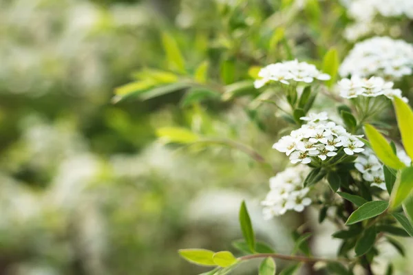 Beautiful Spiraea Shrub White Blossoms Blurred Background Closeup Space Text — Foto de Stock