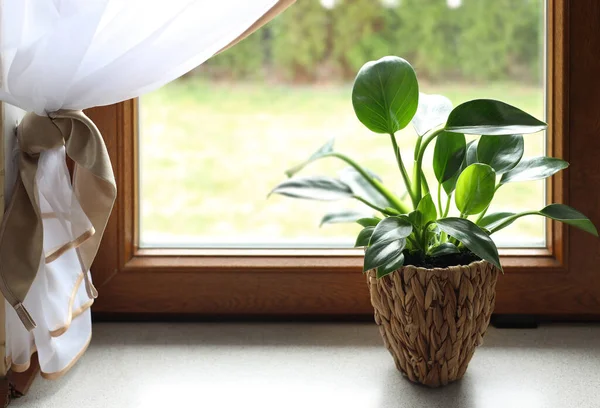 Beautiful Houseplant Bright Green Leaves Pot Windowsill Space Text — Stok Foto