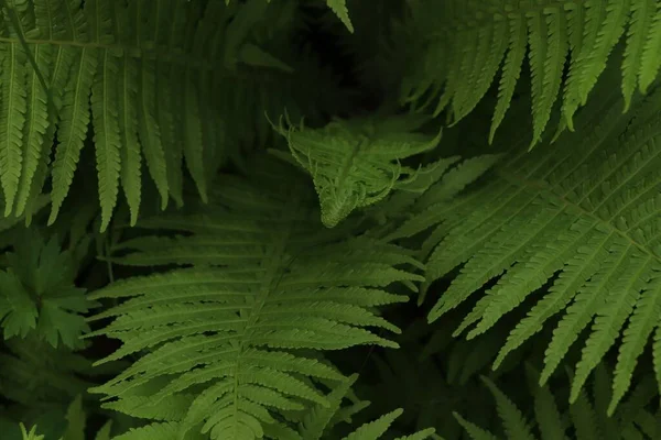 Beautiful Fern Lush Green Leaves Growing Outdoors Closeup — Stockfoto