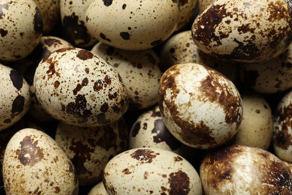 Many Fresh Quail Eggs Background Closeup — Foto Stock
