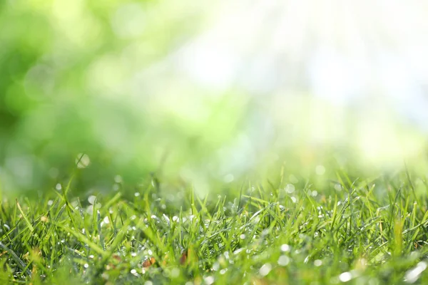 Beautiful Green Grass Morning Dew Sunny Day Bokeh Effect — Foto de Stock