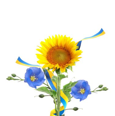 Bright sunflowers, Ukrainian national flag and flax flowers on white background