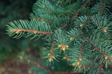Beautiful branches of coniferous tree, closeup view