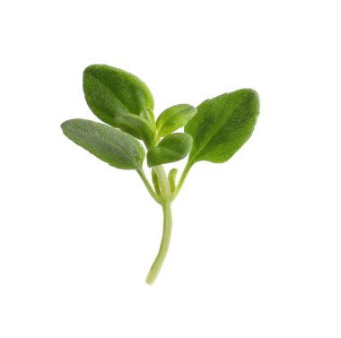 Aromatic green marjoram sprig isolated on white. Fresh herb