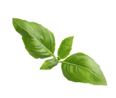 Aromatic green basil sprig isolated on white. Fresh herb